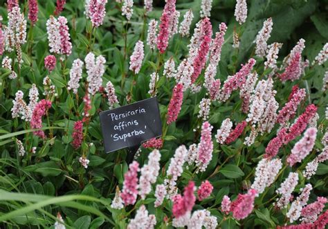 多年生草花種類|「多年草」植物一覧（条件から探す）｜図鑑検索｜みんなの趣味 